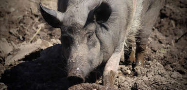 Dunkles Hausschwein im Matsch