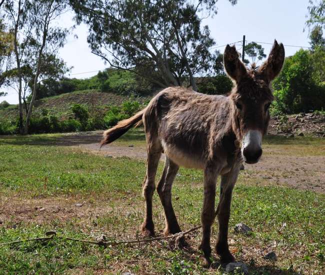 Kapverdische Insel Santiago : Highlights : Abwechslungsreiche Begegnungen auf dem Weg zum Monte Txota