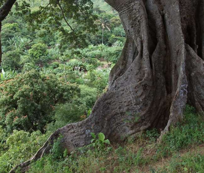 Trekking kapverdische Insel Santiago - von Cidade Velha nach Tarrafal: Beim Poilon