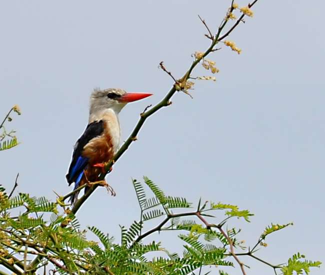 Kapverdische Hauptinsel Santiago Passarinha - Eisvogel