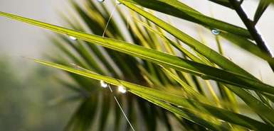 Regentropfen auf Gräsern