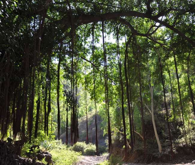 Trekking kapverdische Insel Santiago - von Cidade Velha nach Tarrafal: Lemba-Lemba bei Longueira