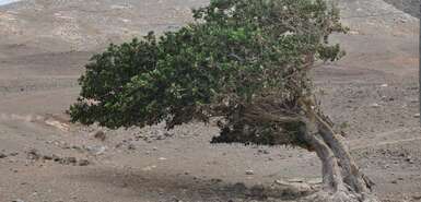 Ein Baum mit Schieflage, der durch den stetigen Wind verformt wurde