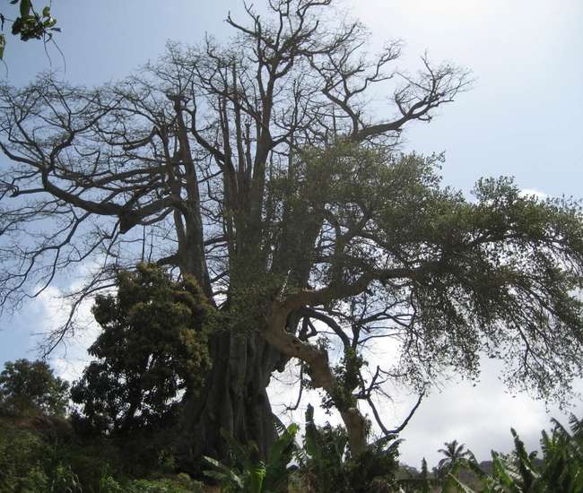 Kapverdische Insel Santiago - Tageswanderungen:Der älteste Kapokbaum der Insel