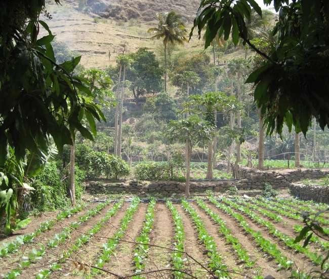 Kapverdische Insel Santiago : Highlights : Wanderung zum Poilon durch die Felder