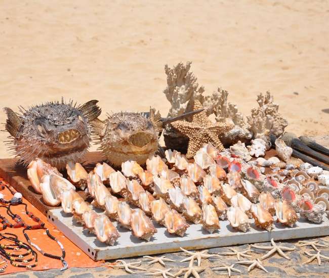 Kapverdische Badeinsel Sal Schätze des Meeres