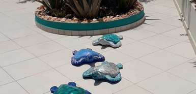 B&B Sereia Azul Boa Vista - blaue Tonschildkröten