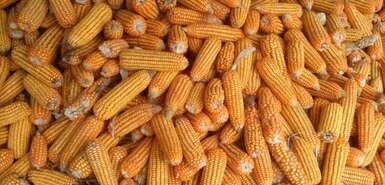 Sicht von oben auf ganz viele Maiskolben