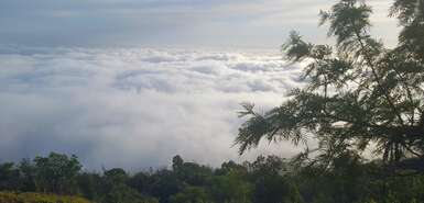 Perspektive auf Wolkenmeer und grüne Bäume
