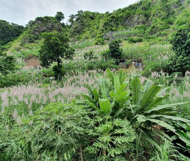 Zuckkerrohr, Palmen und Obstbäume im Paúl-Tal auf Santo Antão