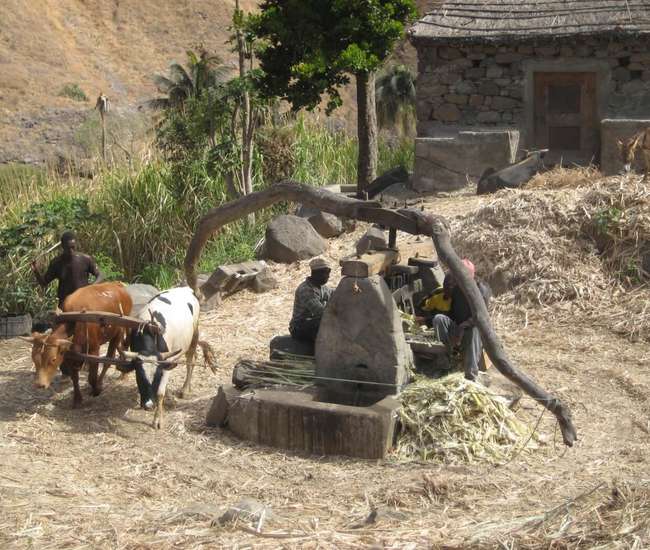 Kapverdische Insel Santiago - Tageswanderungen: Zuckerrohrpresse in der Ribeira Tabugal