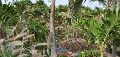 Mit Palmen und Gräsern gesäumter Teich im Botanischen Garten auf Sal