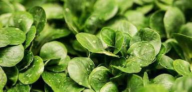 Nahaufnahme grüner Blattsalat