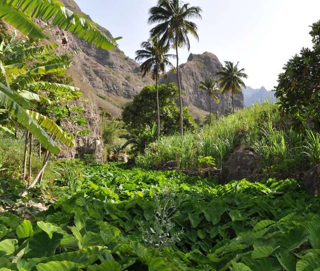 Kapverden - Trekking  Insel Santo Antão im Nordosten:  Ribeira do Paúl