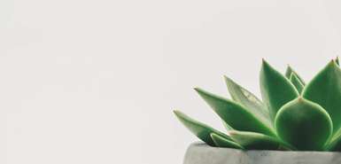 Sukkulente im Blumentopf